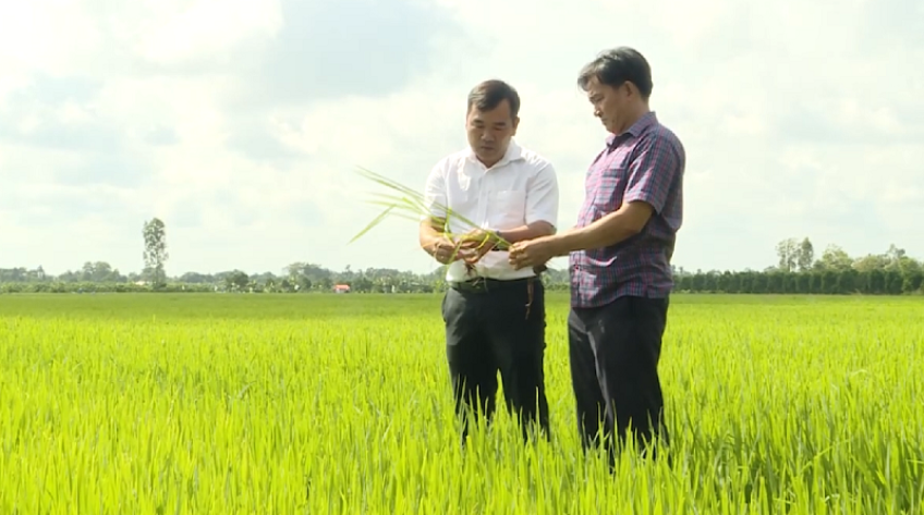 Nông nghiệp Tháp Mười chú trọng phát triển theo chiều sâu