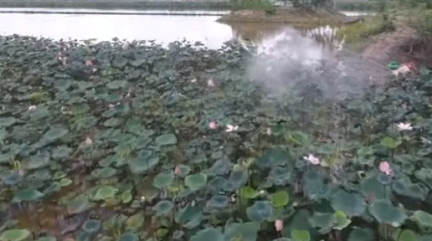 Trồng sen trên đất lúa chống khô hạn