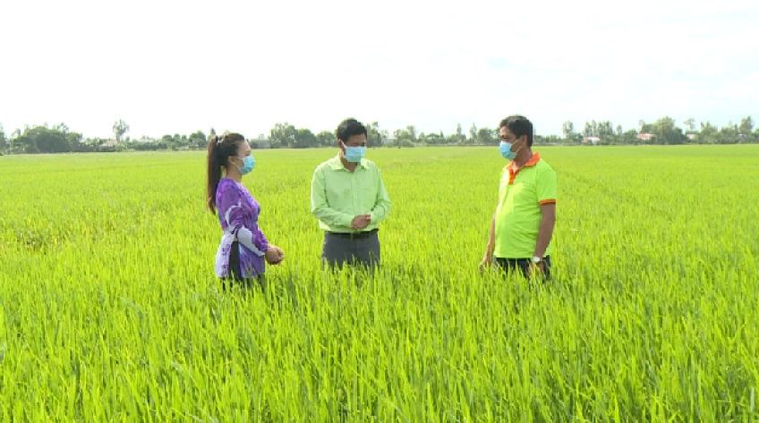 Cánh đồng hội nhập - 07/8/2021: Giải pháp diệt sâu tận ổ