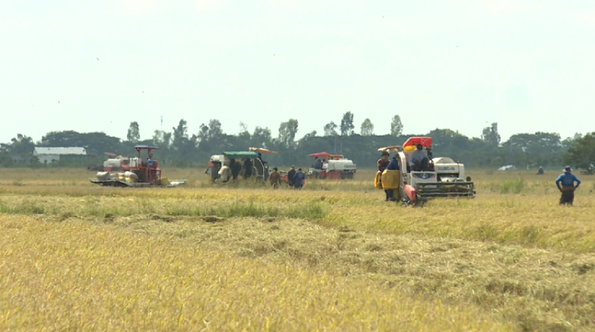 Mùa vui trên cánh đồng biên giới