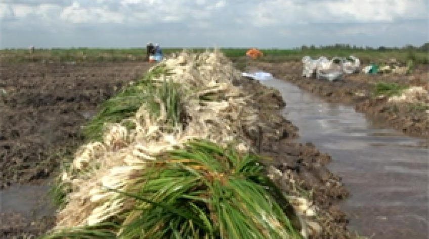 Nông dân lao đao vì kiệu Tết ế hàng