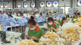 Người trồng hoa, trồng quýt lo lắng vì mưa bất thường