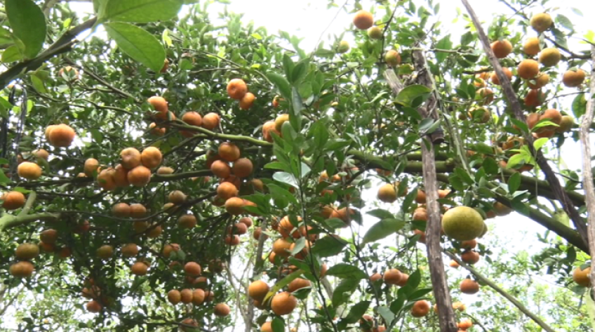 Nông dân Lai Vung tất bật thu hoạch quýt hồng Tết, giá tăng mạnh