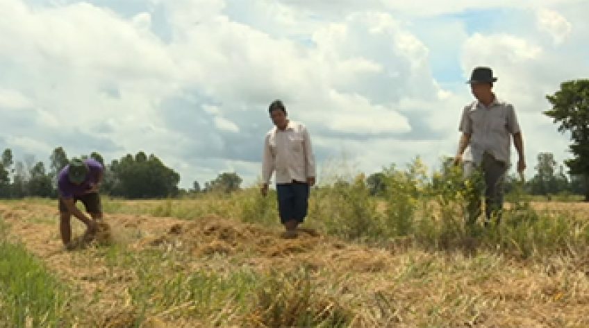 Đắng lòng lúa Hè Thu sớm