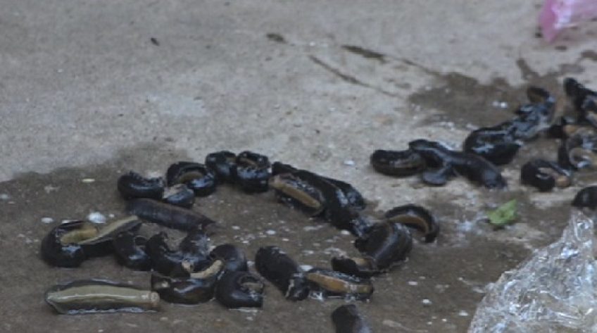 Người dân lo lắng vì sinh vật giống đỉa xuất hiện khá nhiều