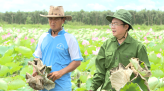 Đồng Tháp: Tăng cường liên kết bao tiêu lúa Hè Thu