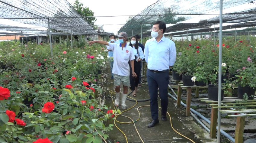 Diện tích hoa Tết Sa Đéc dự kiến giảm mạnh