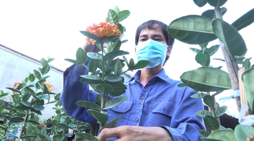 Giống hoa độc lạ được nhà vườn Sa Đéc sưu tầm tạo nên cơn sốt