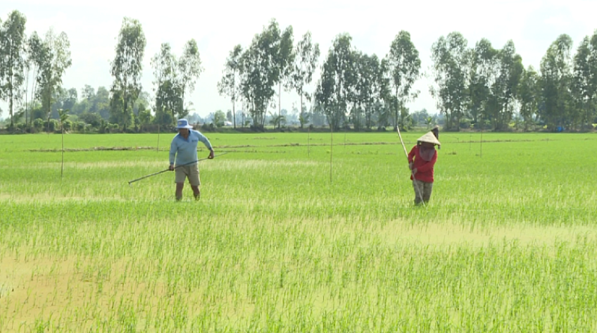 Đồng Tháp: Nâng cao diện tích sản xuất lúa chất lượng cao