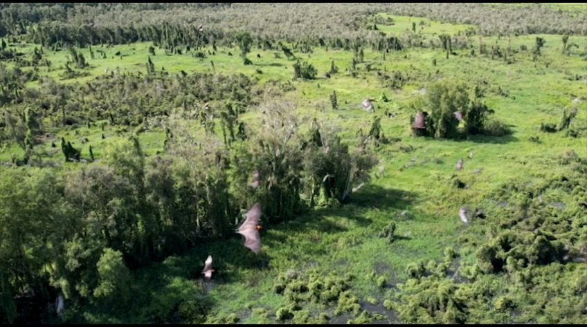 Hàng ngàn con dơi quạ về Gáo Giồng trú ngụ