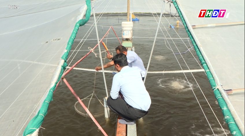 Cuối vụ, giá tôm Đồng Tháp lập đỉnh của nhiều năm