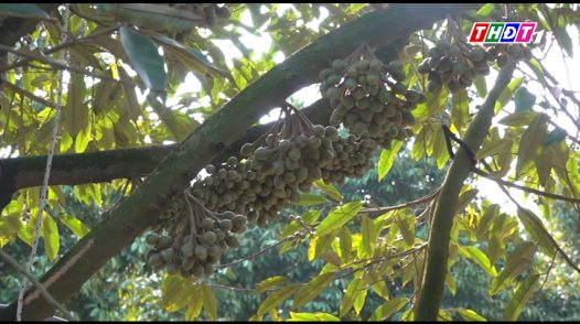 Lãnh đạo xã Tràm Chim thăm mô hình trồng sầu riêng