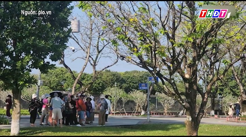 Vườn Hoàng Mai cổ thụ khoe sắc trước Đại hội Huế