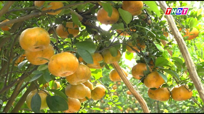 Đã tiêu thụ 89% quýt hông Tết, một số nhà vườn còn tồn hàng