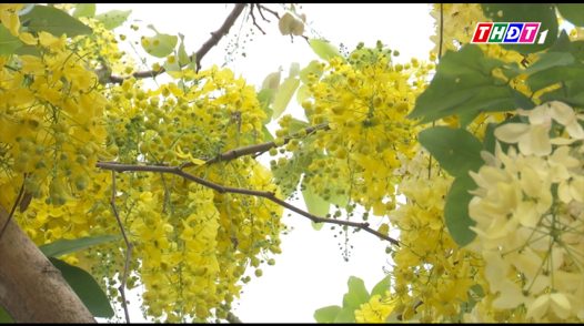 Sa Đéc hàng trăm cây hoa hoàng hậu khoe sắc rực rỡ