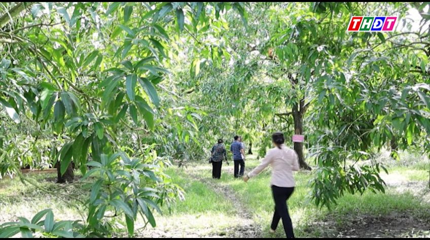 Khảo sát mô hình sản xuất xoài theo tiêu chuẩn PGS tại xã Mỹ Thọ