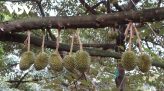 Giá gạo xuất khẩu của Việt Nam tăng trở lại