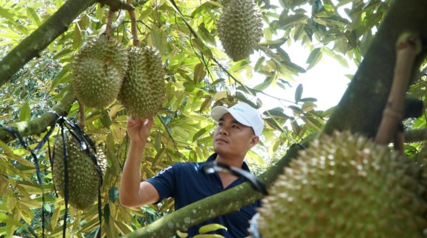 Tăng tốc cấp mã số vùng trồng sầu riêng
