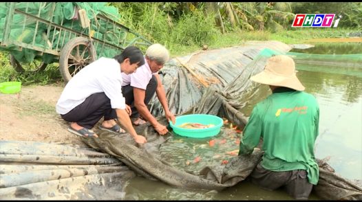 Liên kết - Phát triển bền vững mô hình nuôi cá kiểng