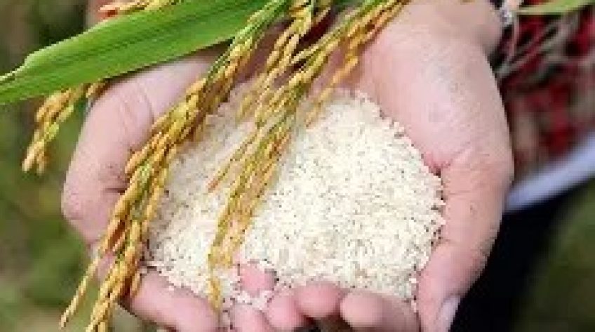 Giá gạo xuất khẩu của Việt Nam tăng trở lại