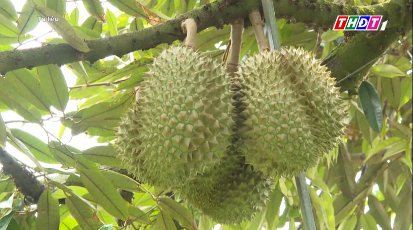 Giá sầu riêng tăng vọt