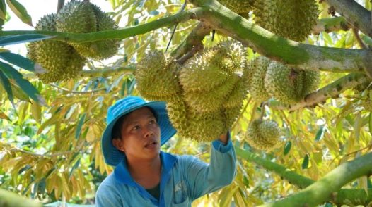 Kim ngạch xuất khẩu sầu riêng cao kỷ lục