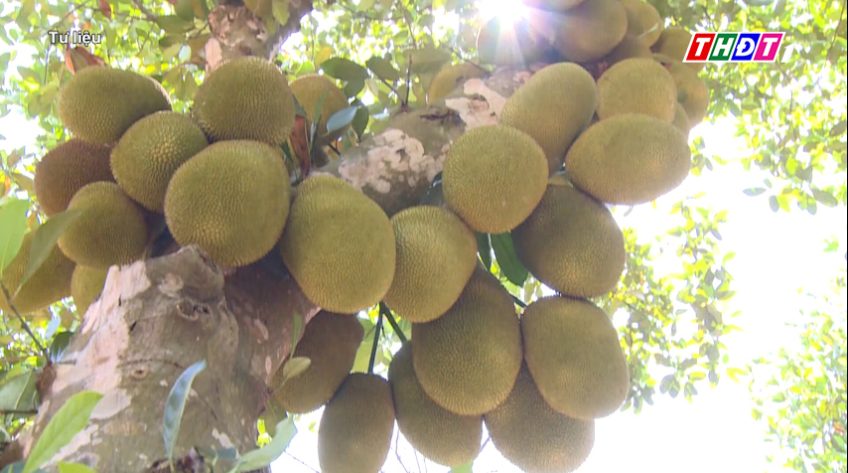 Mở đường xuất khẩu mít tươi sang Trung Quốc