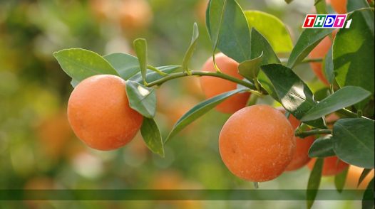 Toàn cảnh nông nghiệp - 23/01/2026: Quất cảnh Tứ Liên khoe sắc đón xuân