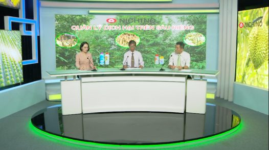 Tư vấn khuyến nông - 20/03/2026: Quản lý dịch hại trên sầu riêng