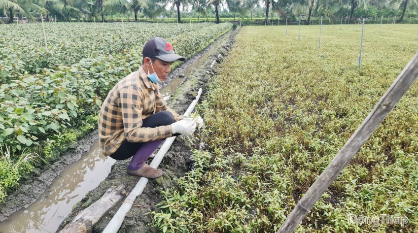 Đồng Tháp: Khẩn trương xác định nguyên nhân cây trồng bị thiệt hại