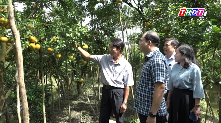 Thêm điểm tham quan vườn quýt hồng mở cửa đón khách