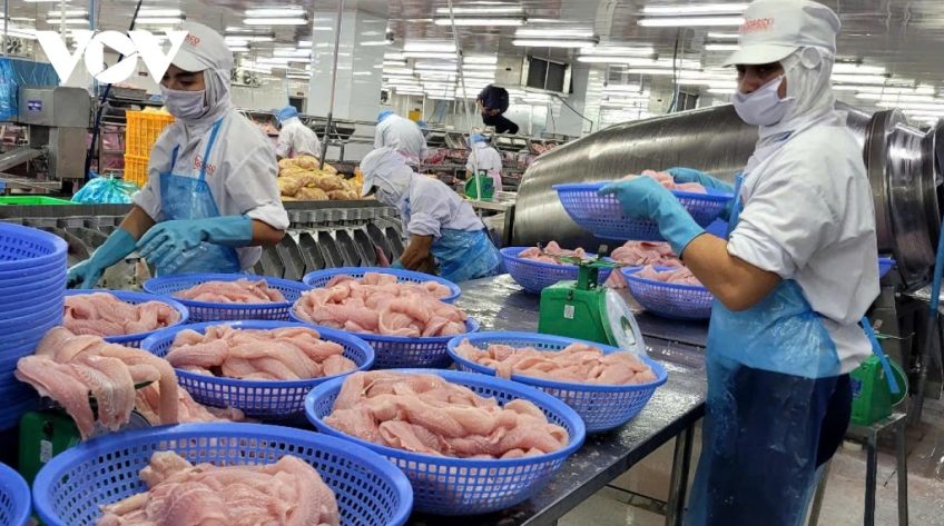 Giá cá tra ổn định ở mức cao, doanh nghiệp và ngư dân Đồng Tháp có lãi