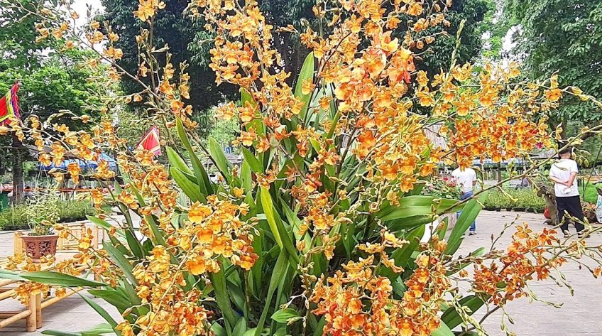 Hoa lan khoe sắc tại Đền Hùng, điểm nhấn hấp dẫn du khách dịp Giỗ Tổ Hùng Vương