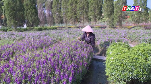 Mãn Đình Hồng: Từ đất rẫy đến vườn hoa rực rỡ