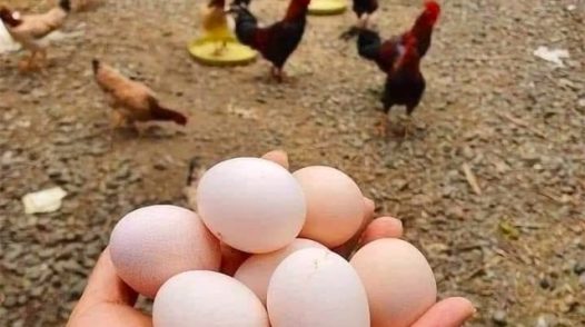 Giá trứng xuống đáy, người chăn nuôi điêu đứng