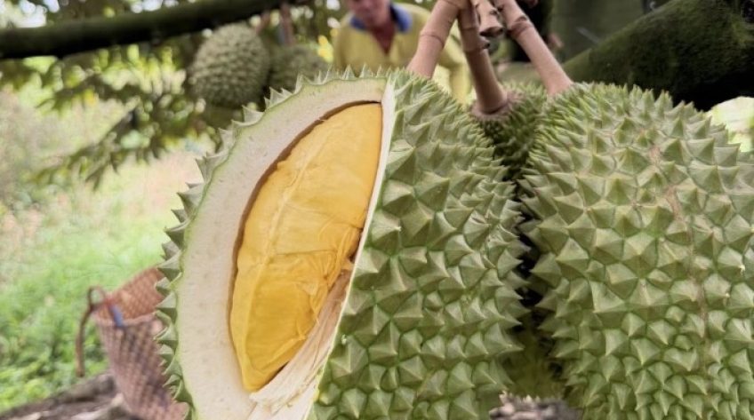 Giá sầu riêng lao dốc