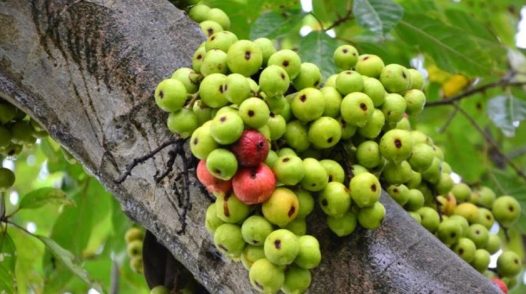 Thứ quả rụng đầy gốc không ai ngó, là thuốc bổ giúp cơ thể ngày càng trẻ khoẻ