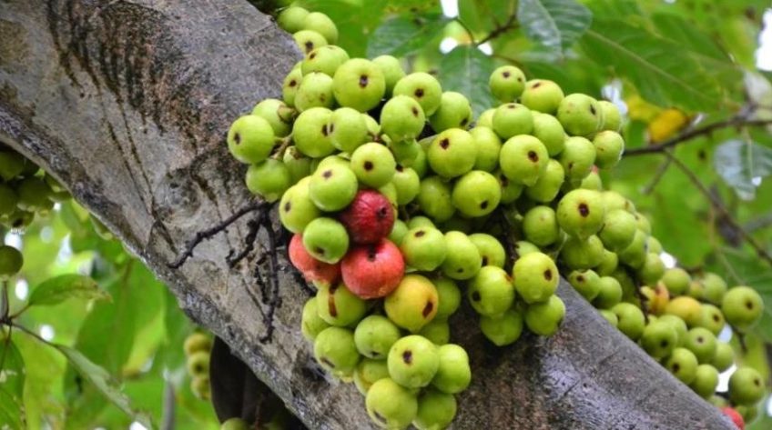 Thứ quả rụng đầy gốc không ai ngó, là thuốc bổ giúp cơ thể ngày càng trẻ khoẻ