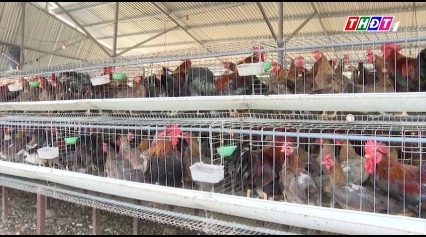 Nuôi gà tre giống mang lại hiệu quả kinh tế