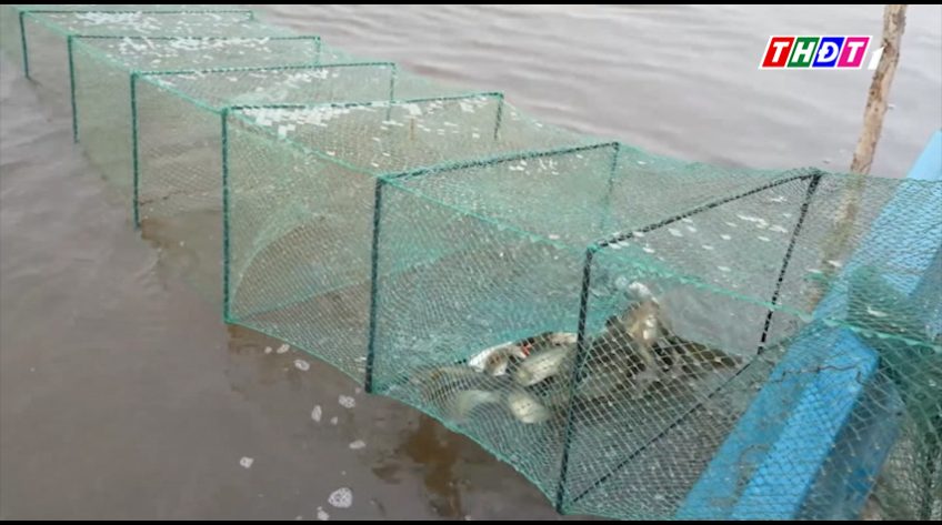 Xã Phú Cường trữ cá mùa lũ trên diện tích 80ha
