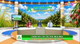 Bạn nhà nông - 22/08/2026: Chăm sóc cây ăn trái trong mùa mưa lũ