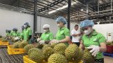 Công bố Nghị định thư về kiểm dịch bưởi, chanh xuất khẩu sang Trung Quốc