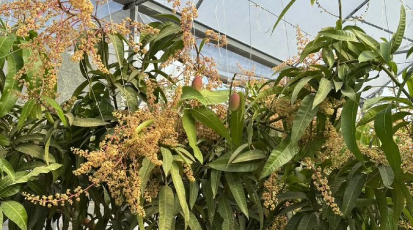 Trồng thành công giống xoài đắt đỏ nhất thế giới ngay tại TPHCM