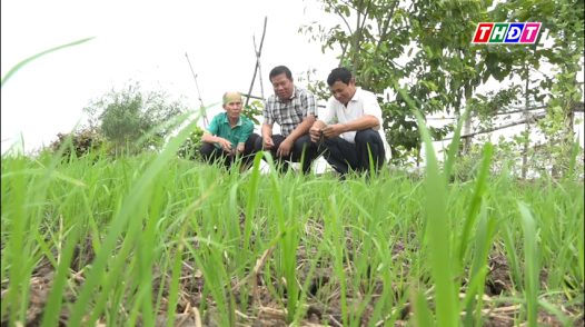 Toàn cảnh nông nghiệp - 13/06/2026: Cánh đồng 2.600 ha đổi nhịp đón lũ