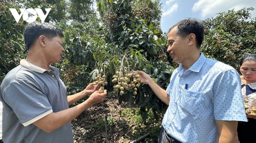 Nông dân Cần Thơ thu tiền tỷ từ trồng nhãn xuất khẩu sang thị trường khó tính