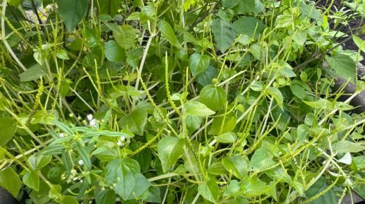 Loại rau mọc hoang trở thành đặc sản, tốt cho người bị bệnh tim mạch, tiểu đường