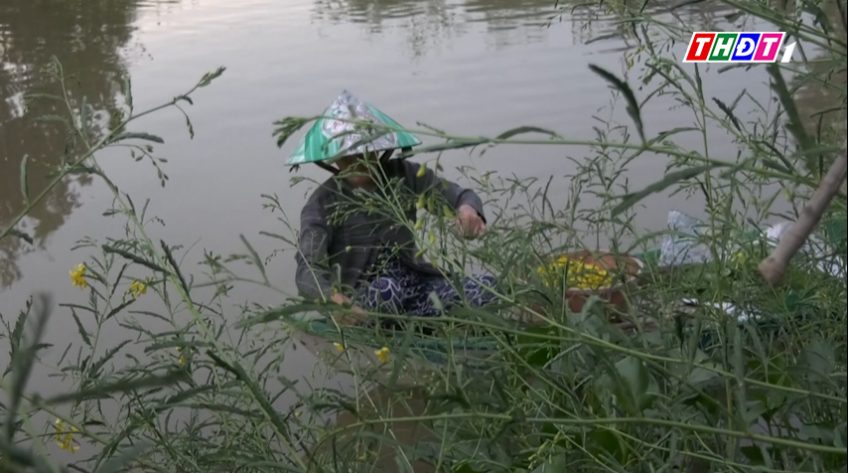 Thêm thu nhập từ hái bông điên điển mùa nước nổi