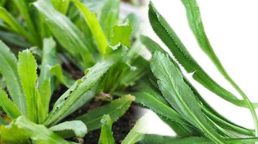 Rau răng cưa có gì đặc biệt? Công dụng với sức khỏe khiến nhiều người bất ngờ