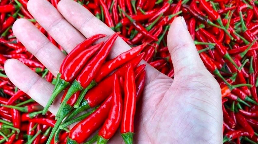 Ăn ớt giúp sống lâu, sống thọ lại ít người biết cách tận dụng