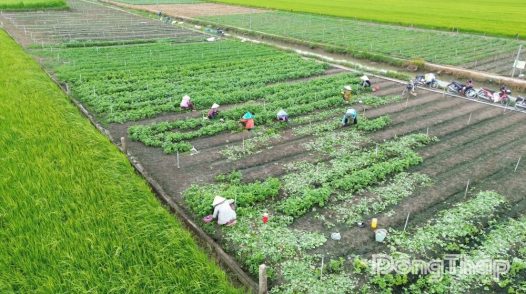 HTX Nông nghiệp tổng hợp Hòa Thạnh: Liên kết sản xuất, nâng giá trị nông sản